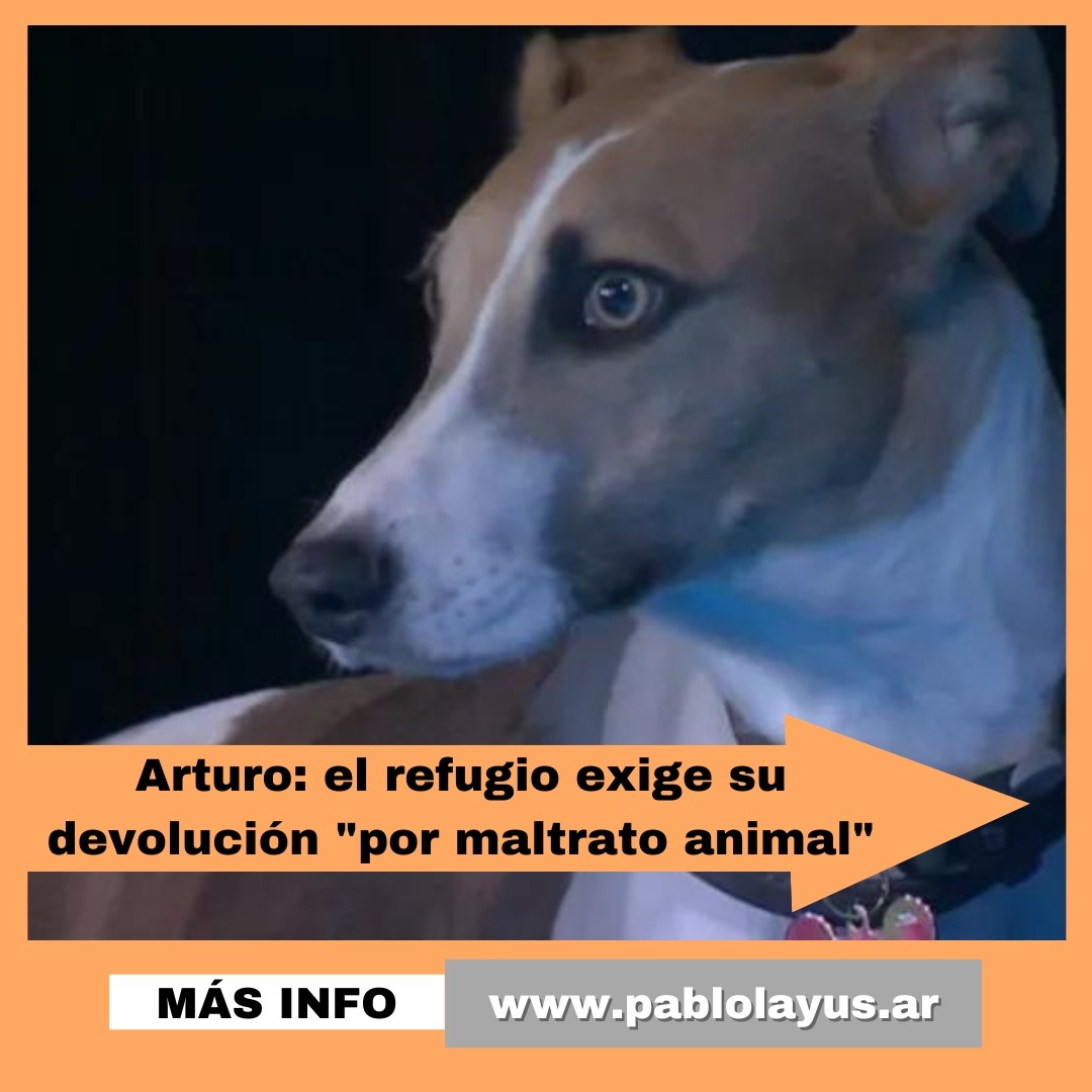 Arturo: el refugio exige su devolución "por maltrato animal"