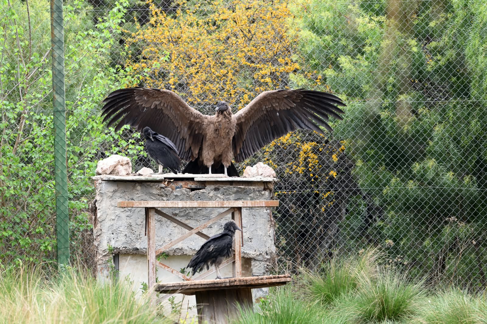El cóndor andino Daniel con las alas abiertas en la Reserva Tatú Carreta, Córdoba