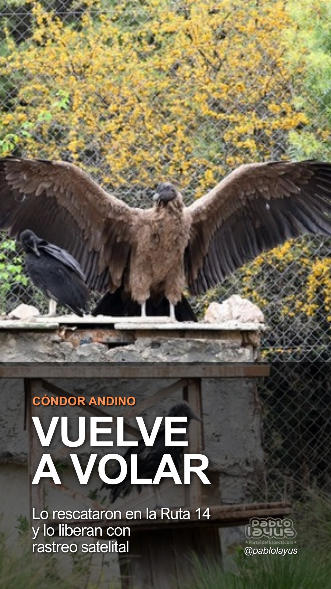 Cóndor andino Daniel vuelve a volar: lo liberan con rastreo satelital